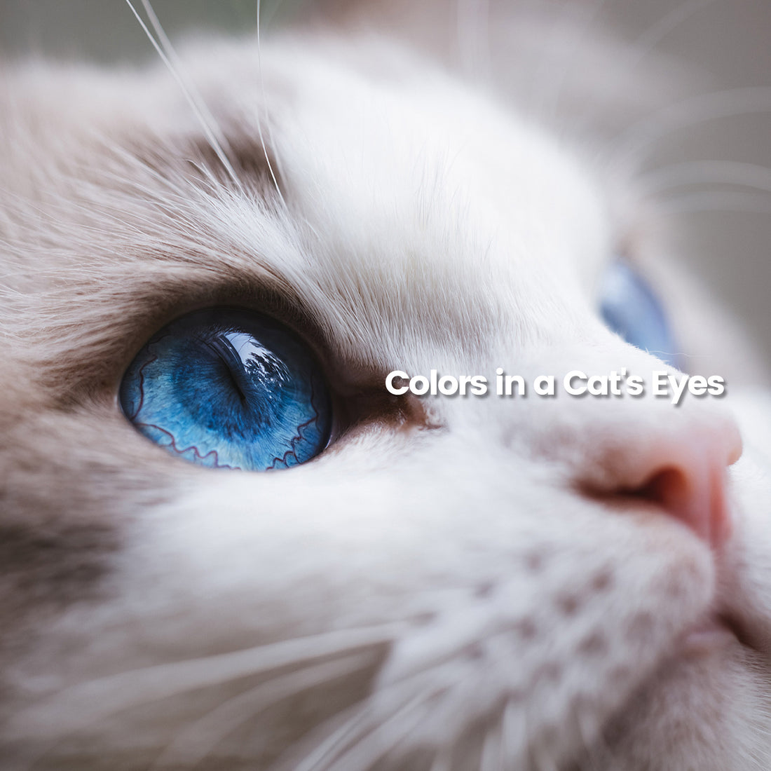 Colors in a Cat's Eyes